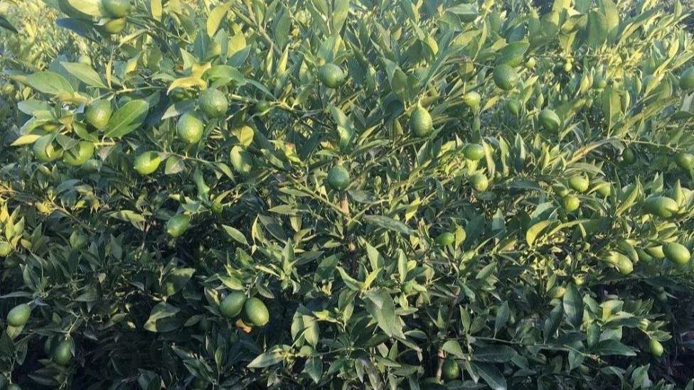 نهالستان خلیلی