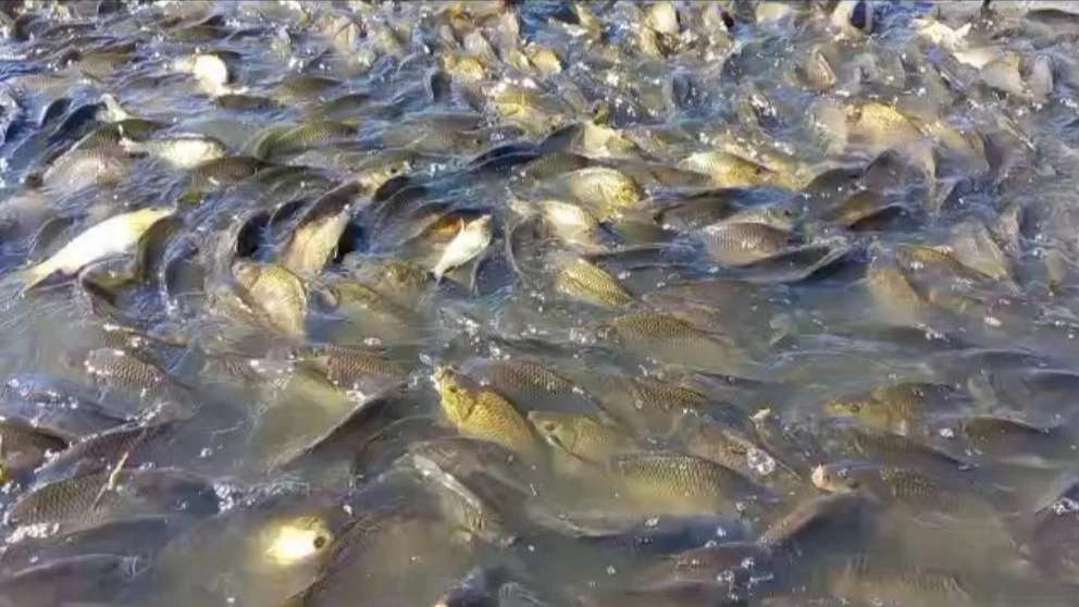 ماهی سرای حقیقت منش
