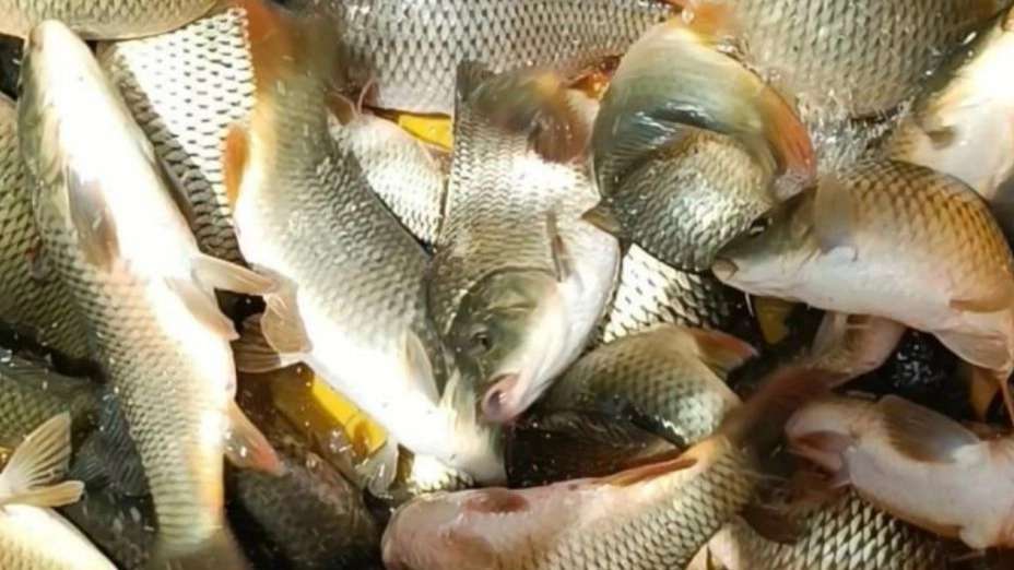 ماهی سرای حقیقت منش