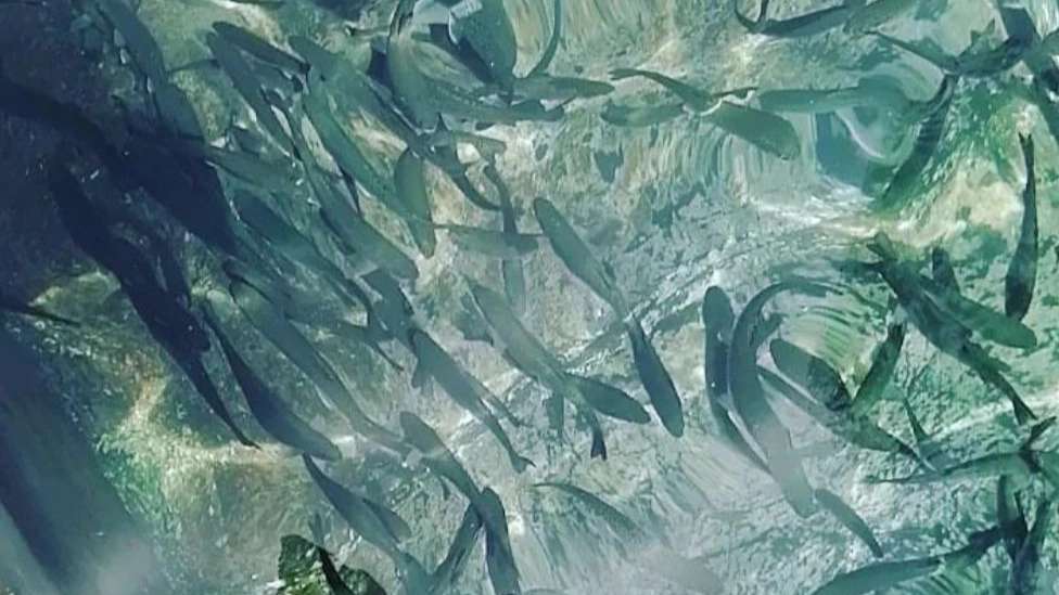 ماهی سرای حقیقت منش
