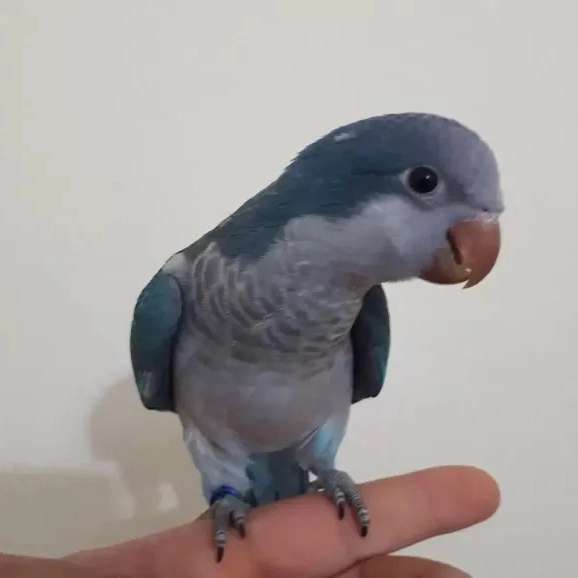 1706527487545.webp
