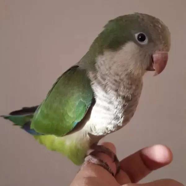 1706527495792.webp