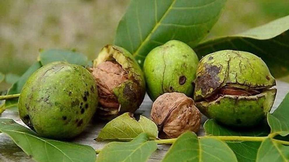 نهالستان یاشیل