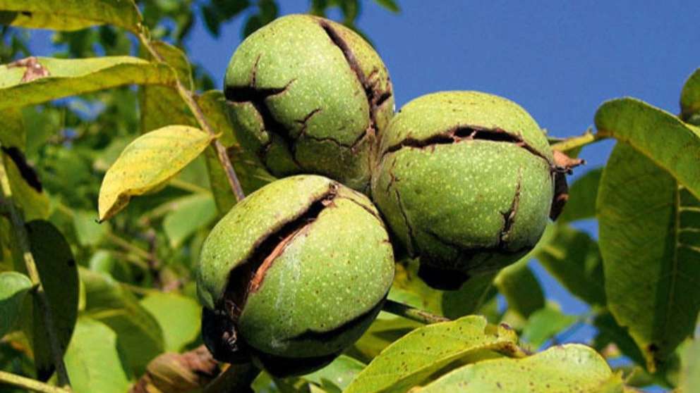 نهالستان یاشیل