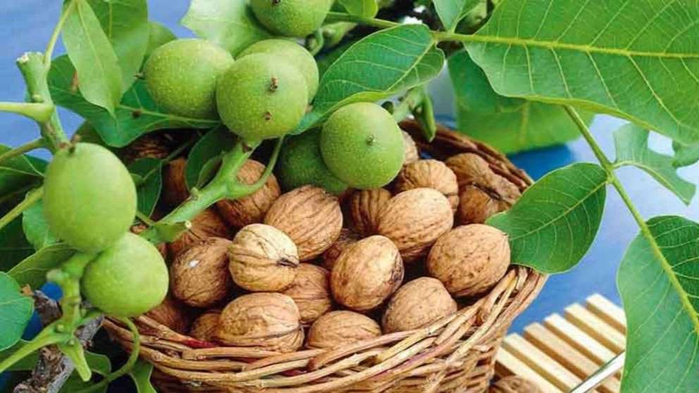 نهالستان یاشیل