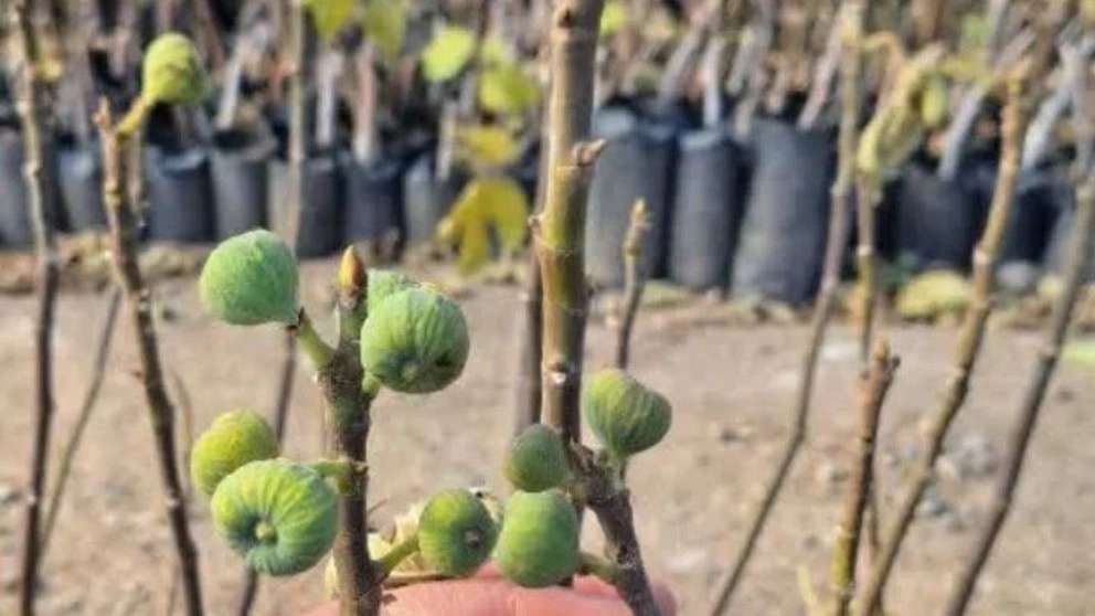 نهالستان شمشیری