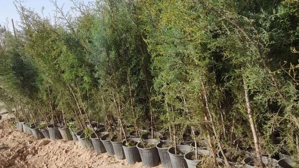 نهالستان شمشیری