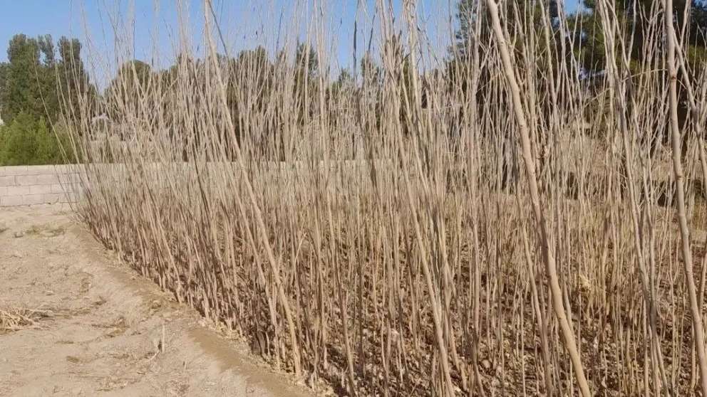 نهالستان شمشیری