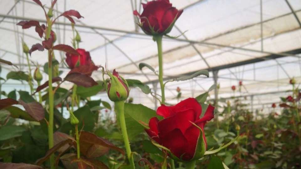 رز هلندی وشاخه بریده پروین