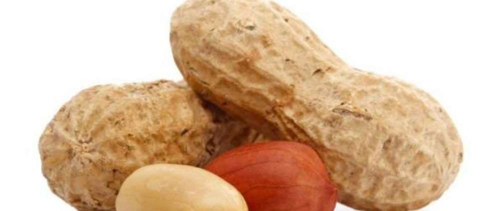 صادرات بادام زمینی حیدری