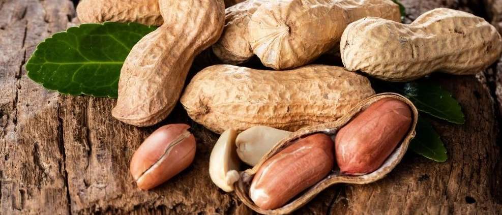 صادرات بادام زمینی حیدری