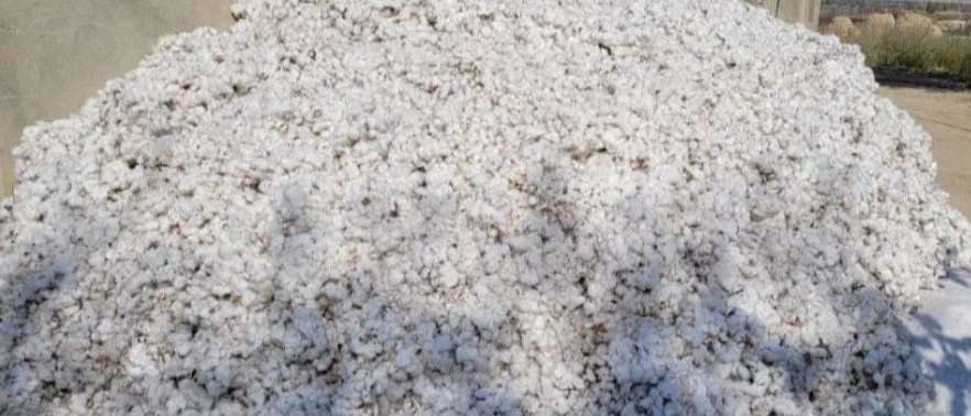 محلوج پنبه پنبه داران خراسان