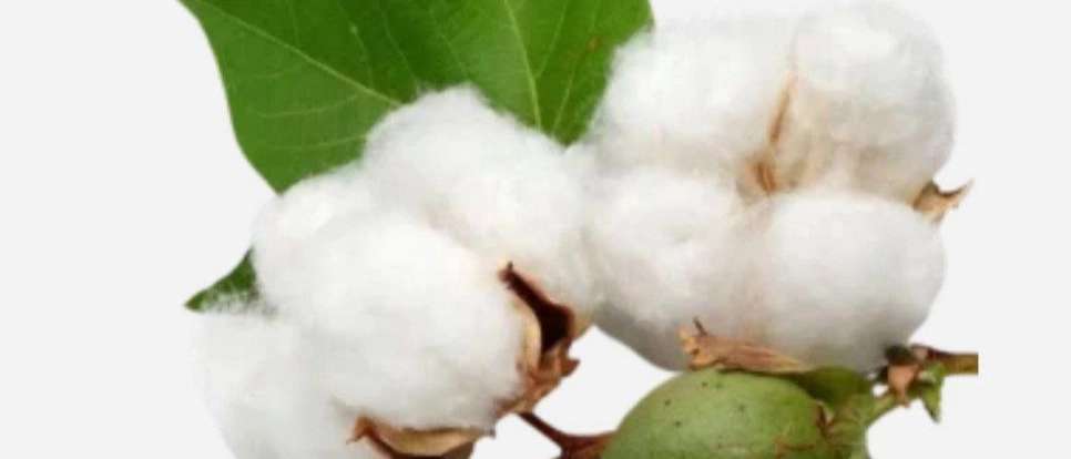 محلوج پنبه پنبه داران خراسان