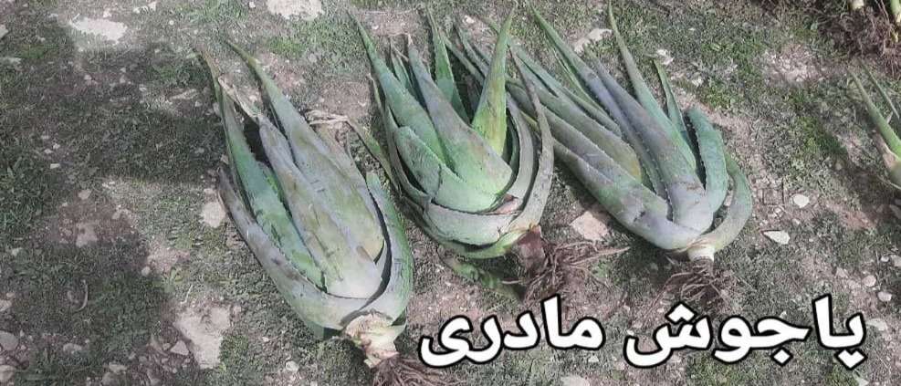 فروش آلوئه ورا عباس زاده