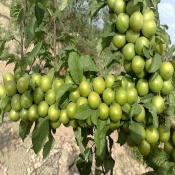 1713955944868.webp