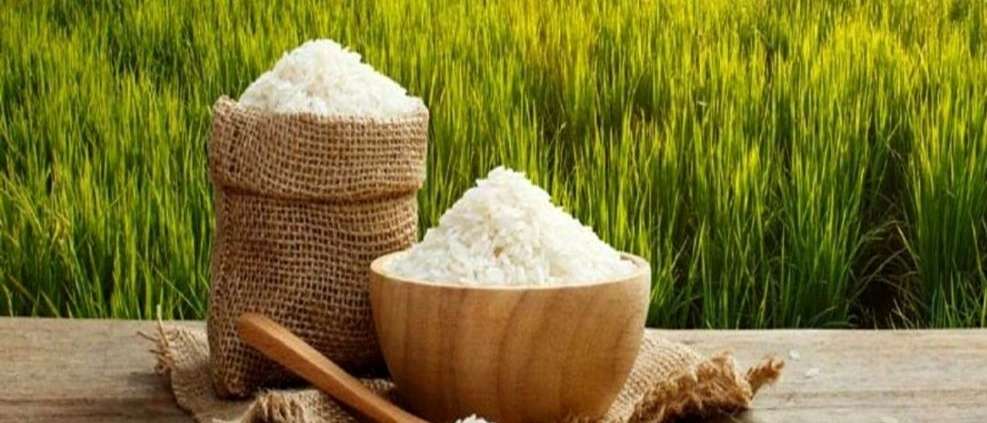 برنج شمال فروش برنج هاشمی طارم