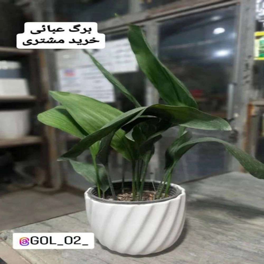 1731483918300.webp