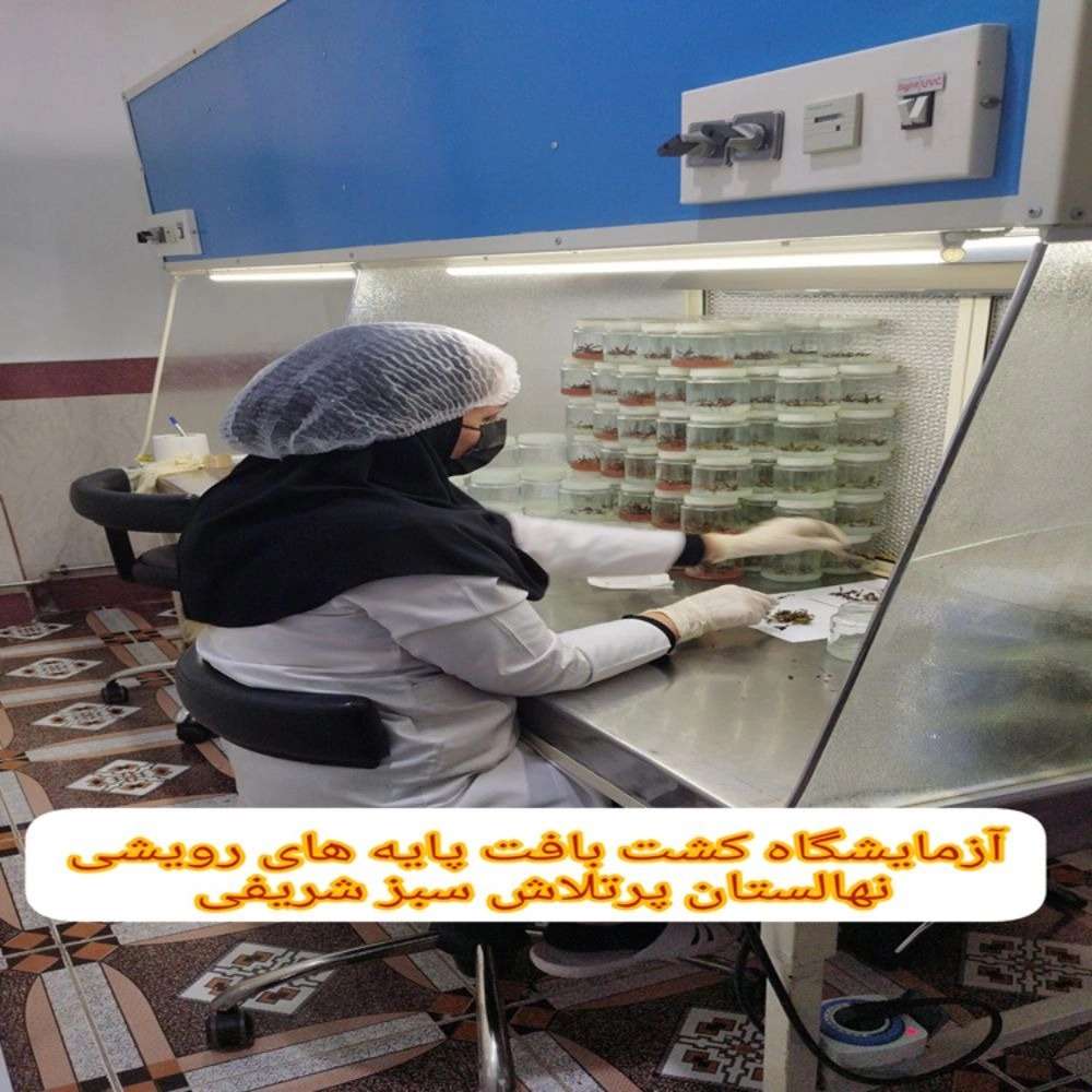 1734339526051.webp