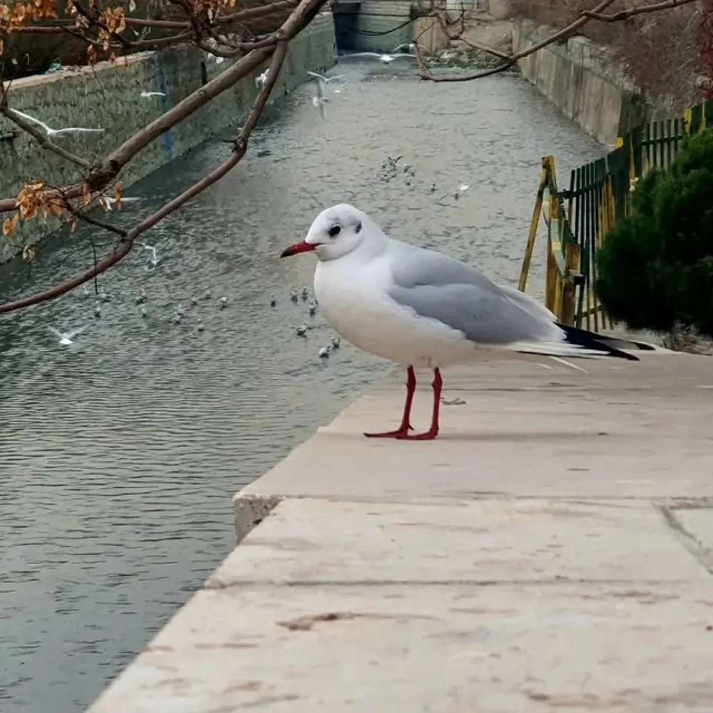 1755597731942.webp