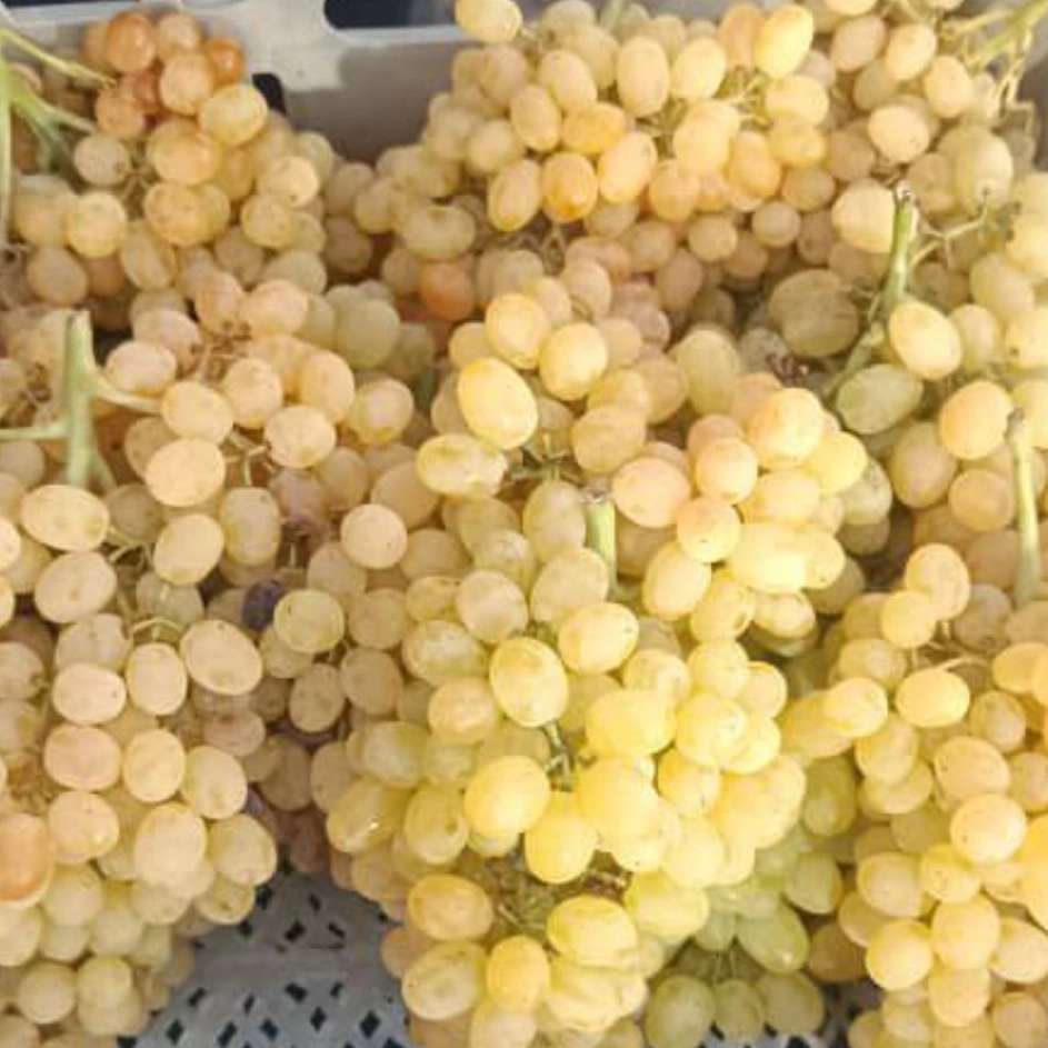 1759043888338.webp