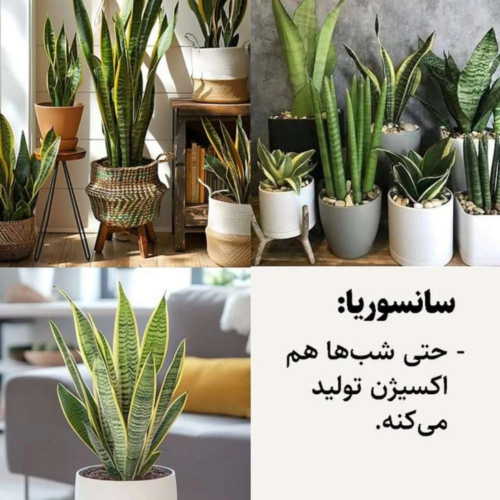 1760510635247.webp