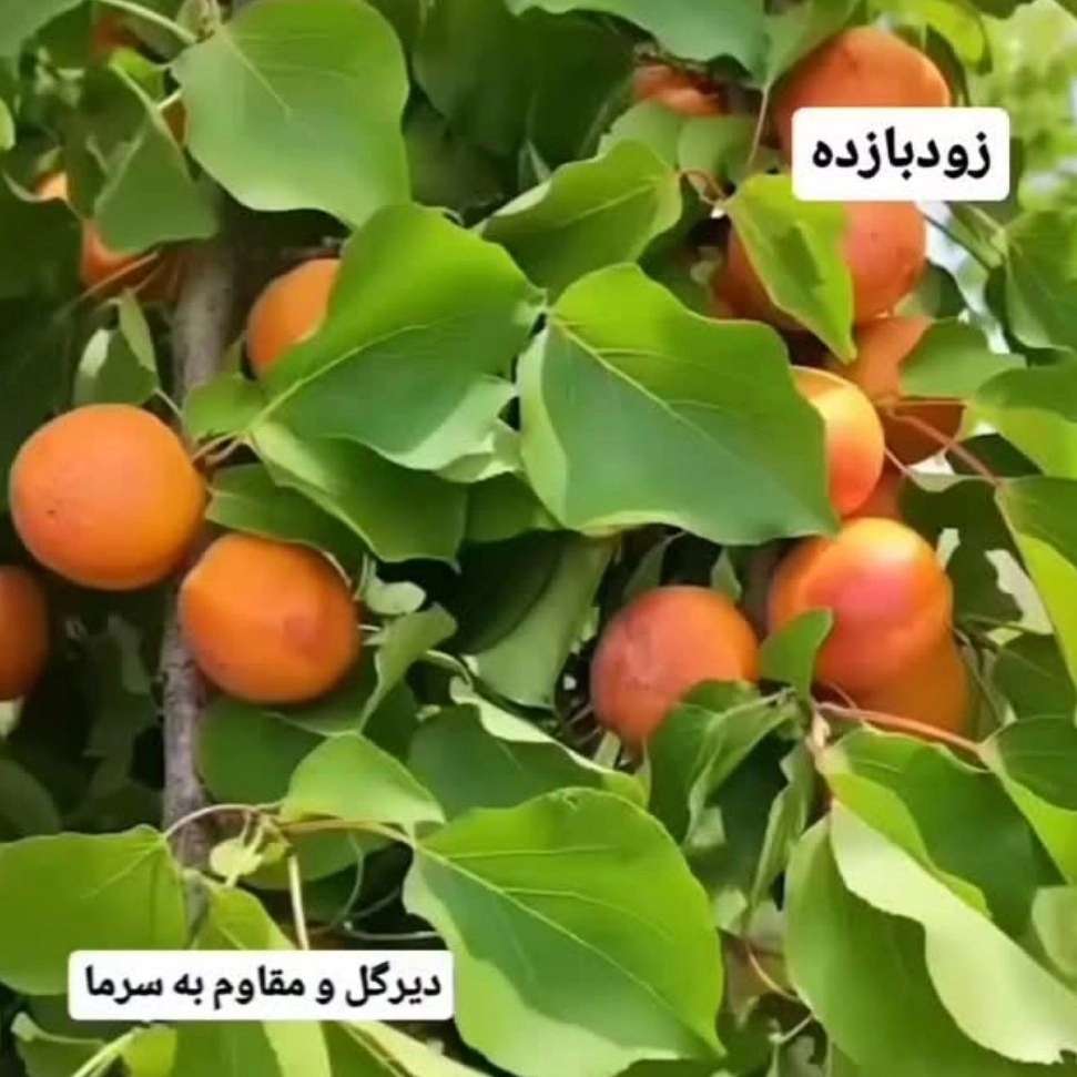 1766209485836.webp