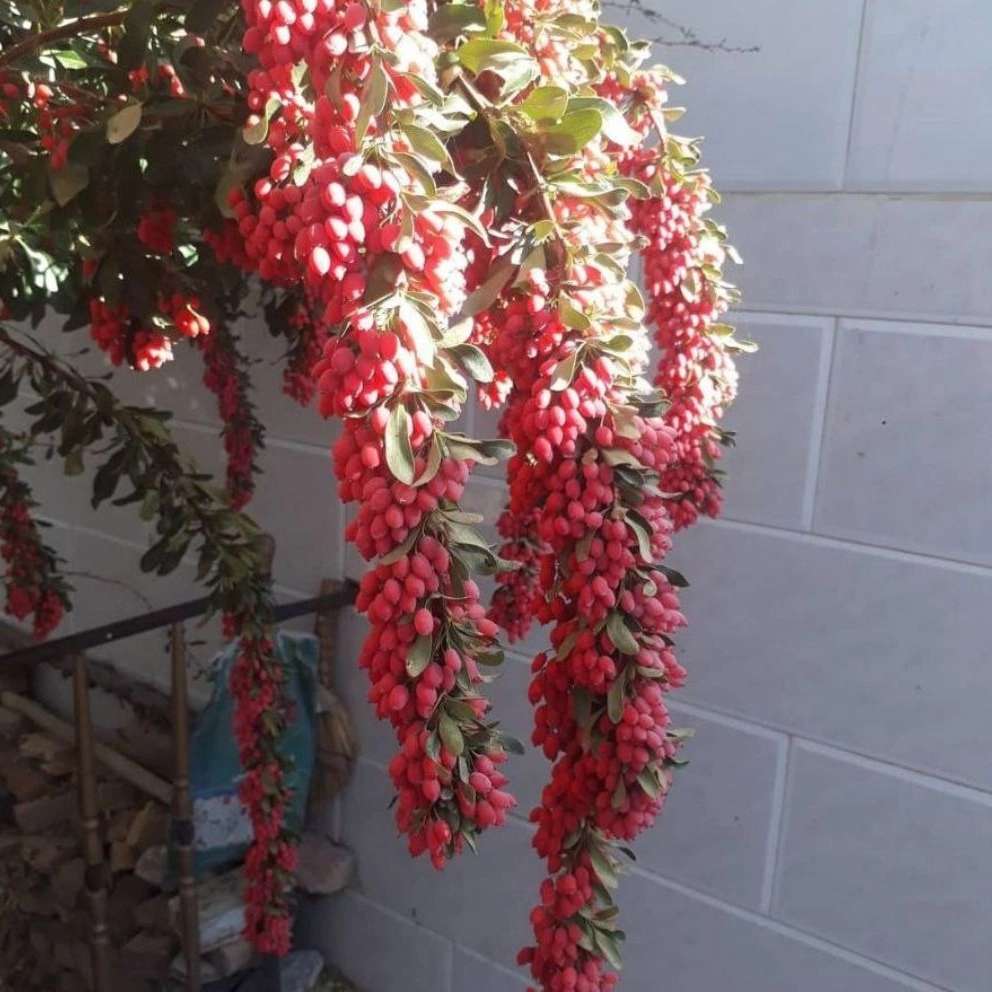 1766226314776.webp