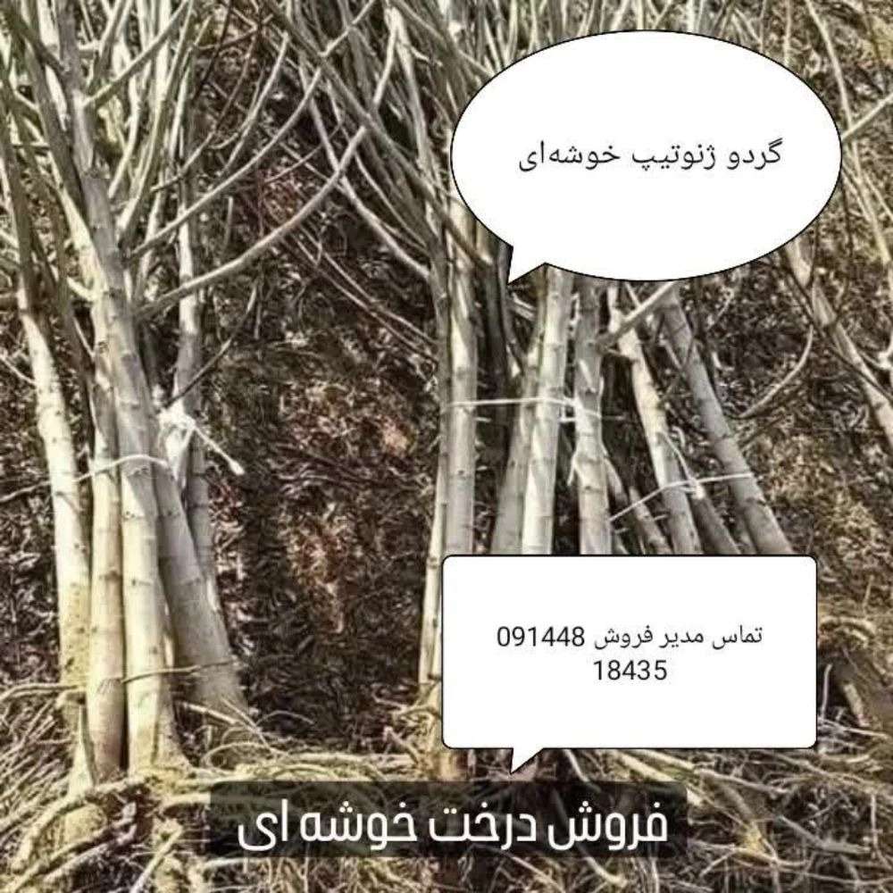 1770545756208.webp