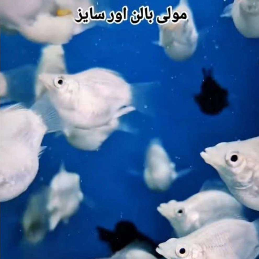 1771761581807.webp