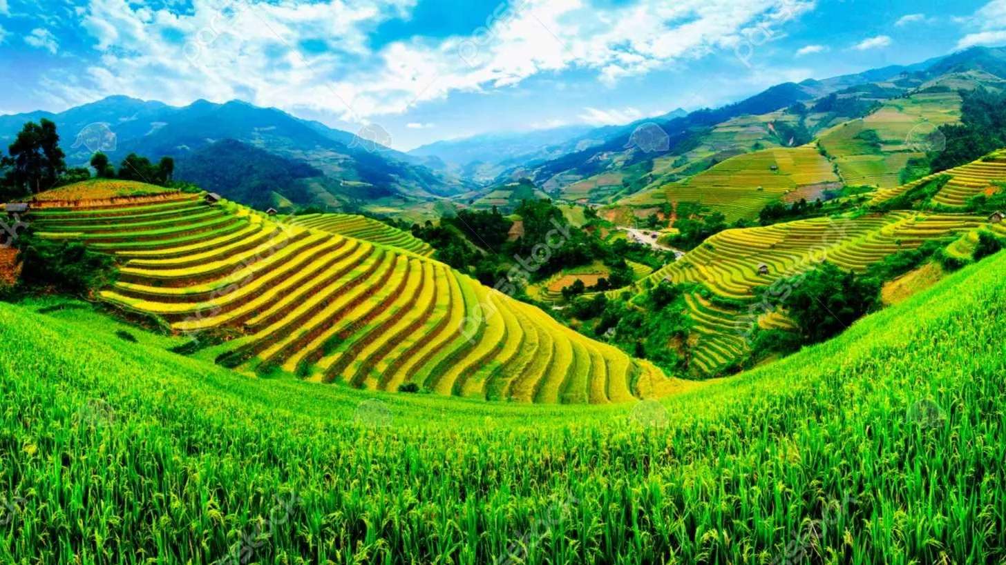 مزارع زیبای برنج