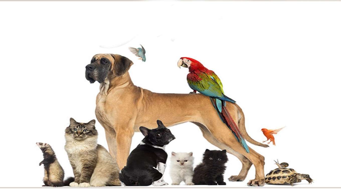 کلینیک دامپزشکی