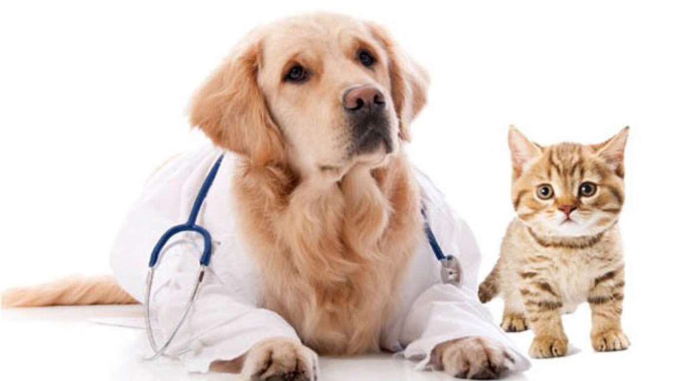 پت شاپ دکتر دنا