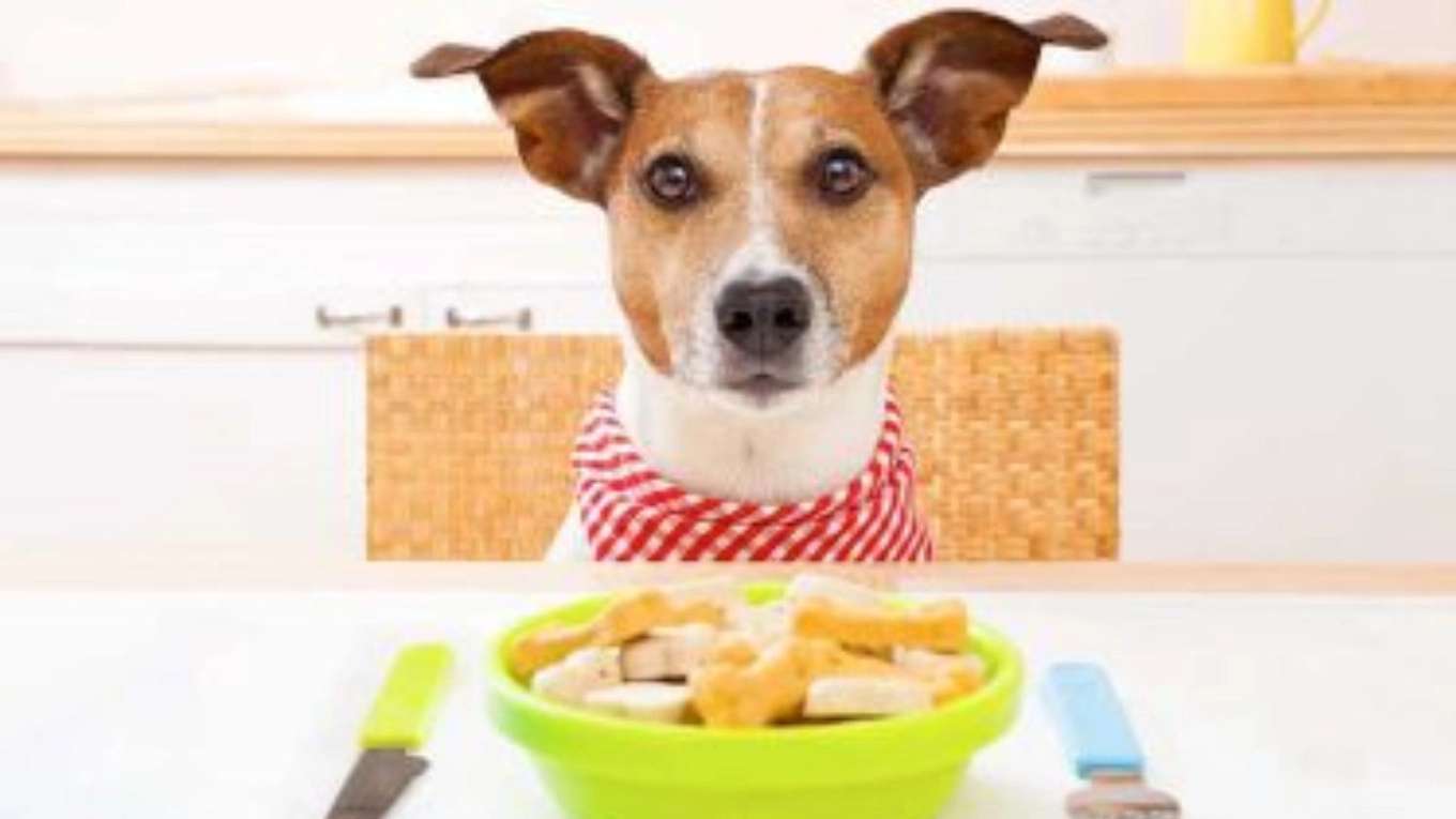 کلینیک دامپزشکی