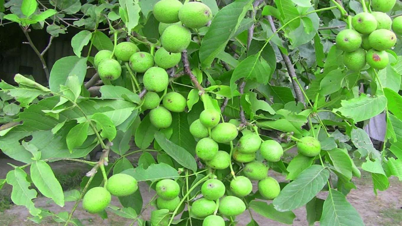 نهالستان مهدیزاده میاندوآب