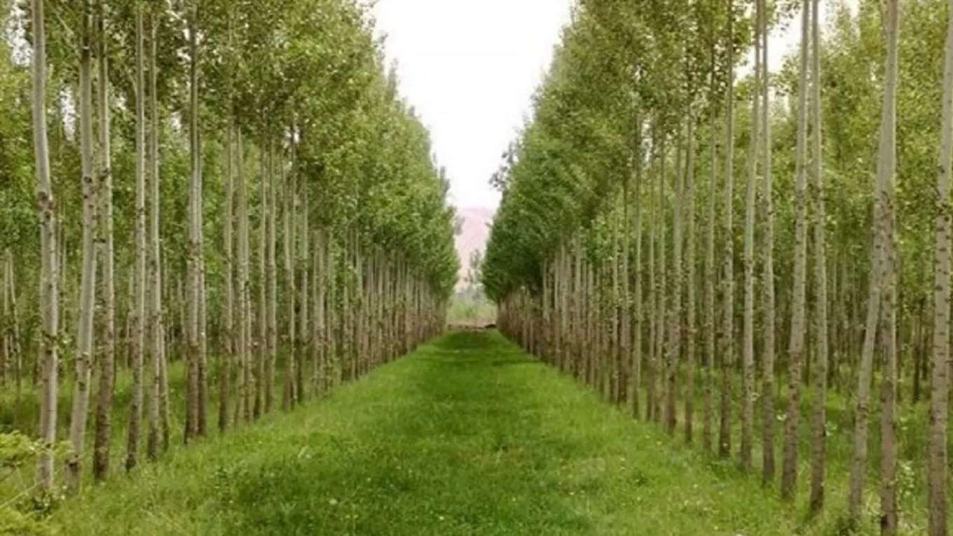 کاشت نهال در کوهستان