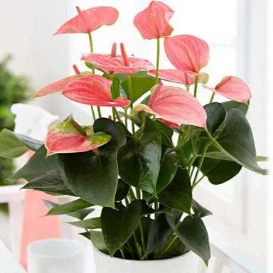 1693646673529.webp