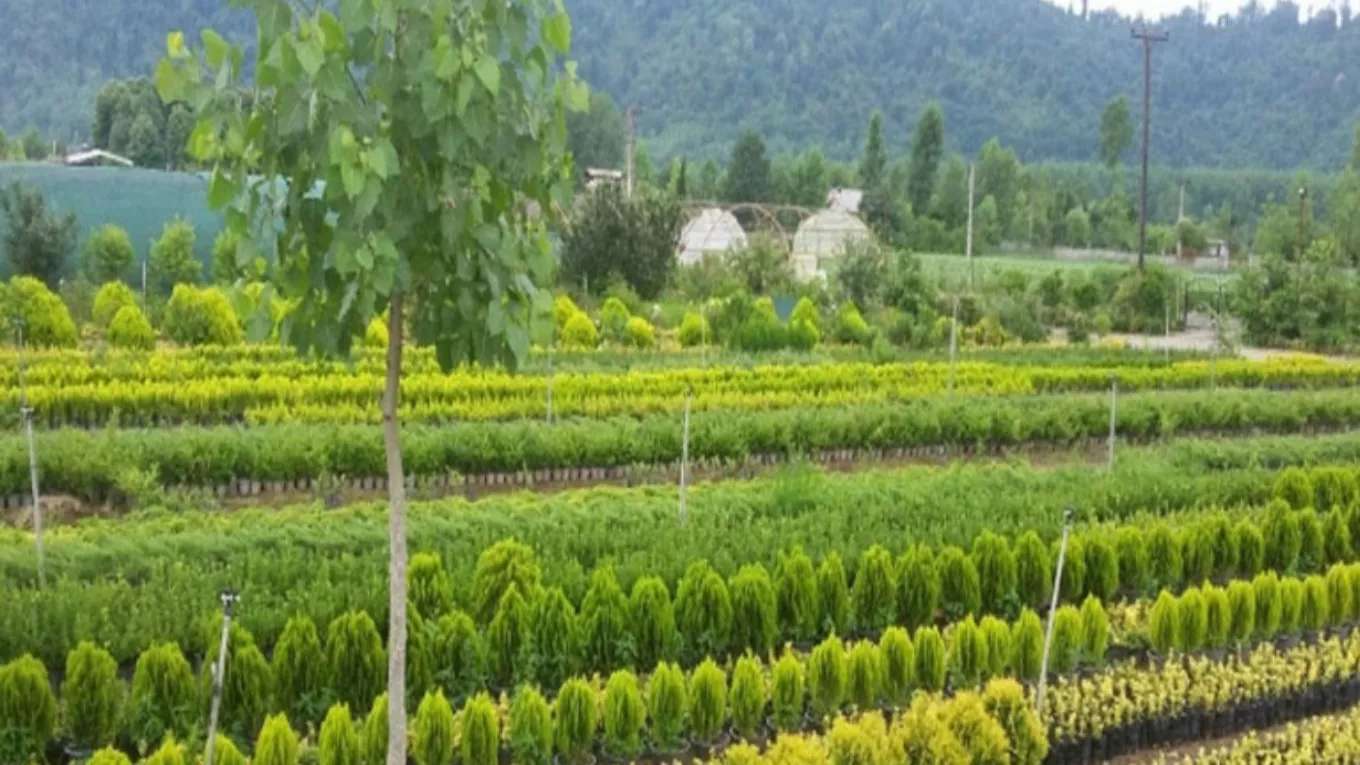 نهالستان احسان میرزایی