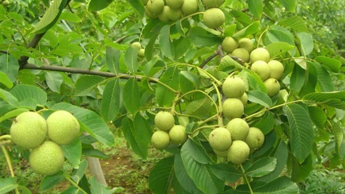 نهالستان ایران گردو نوین