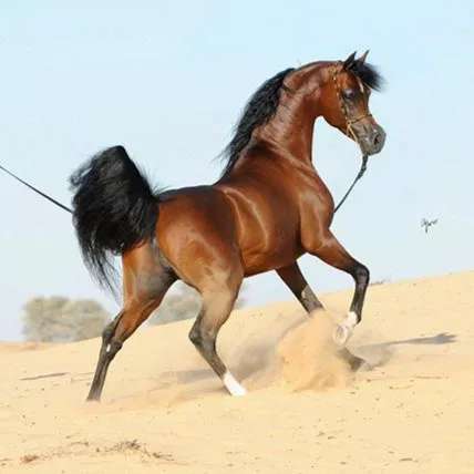 1693902717747.webp