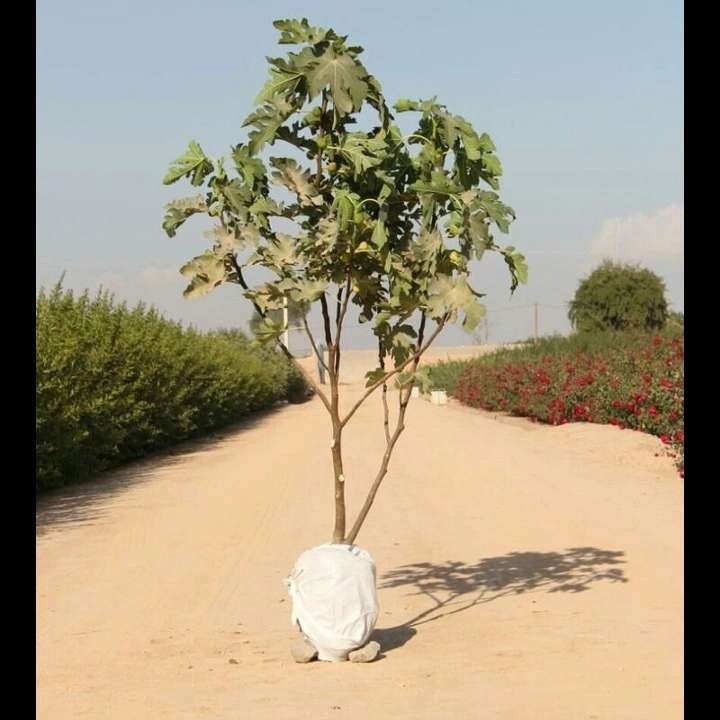 1693911238328.webp