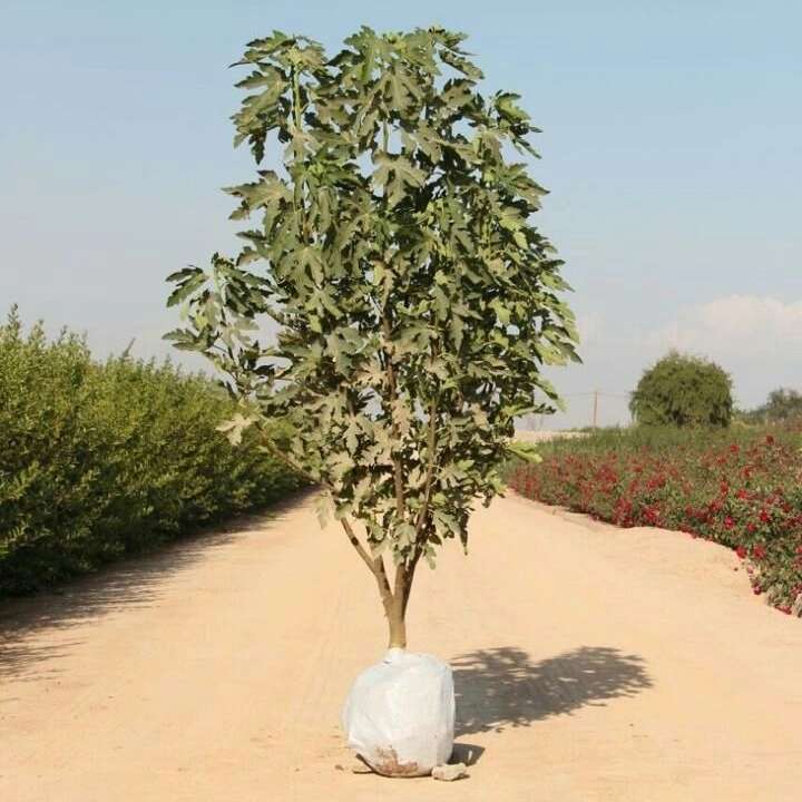 1693911633644.webp