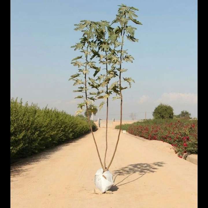 1693911672786.webp