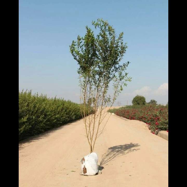 1693911835125.webp