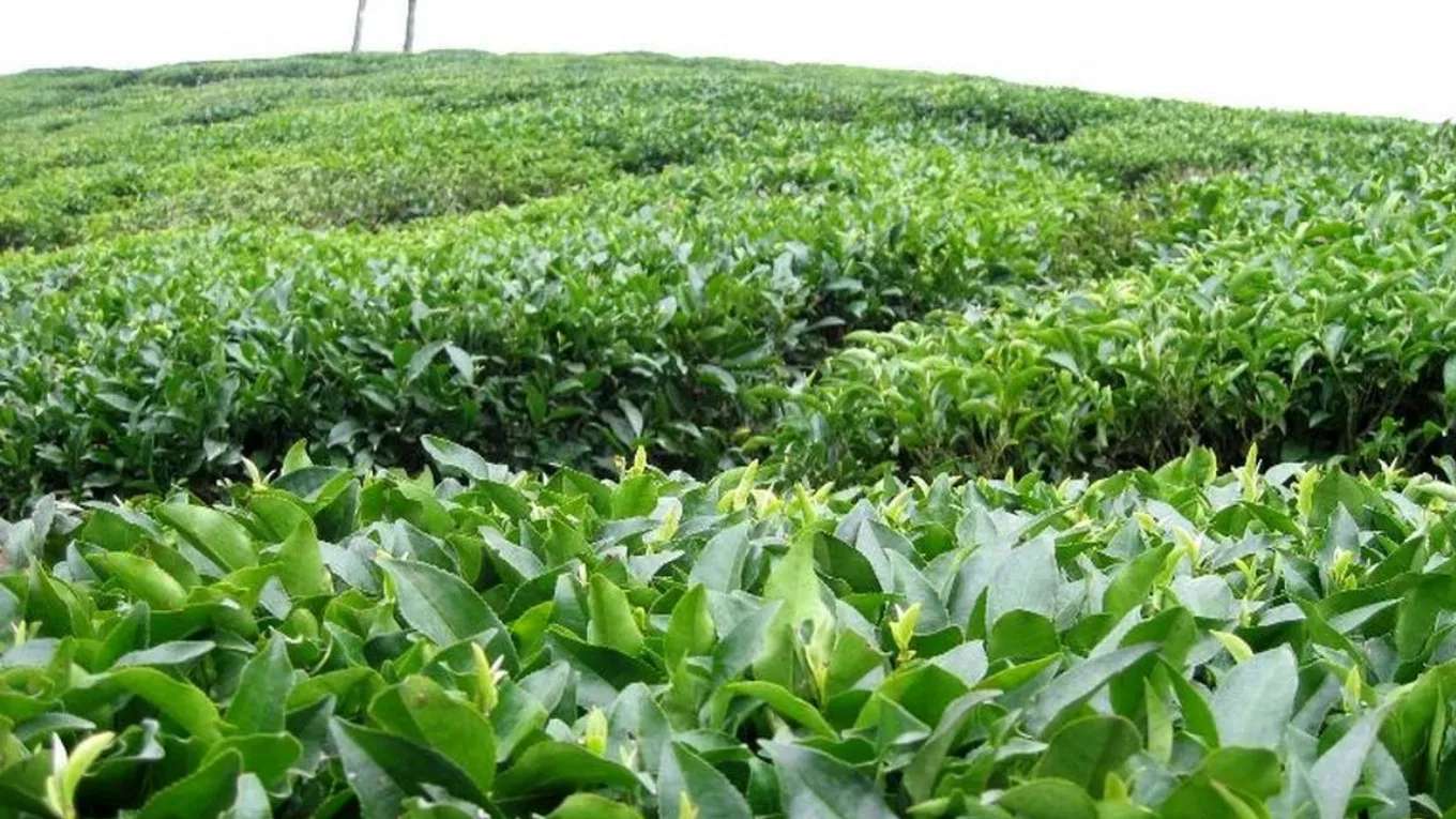 چای سیاهمزگی