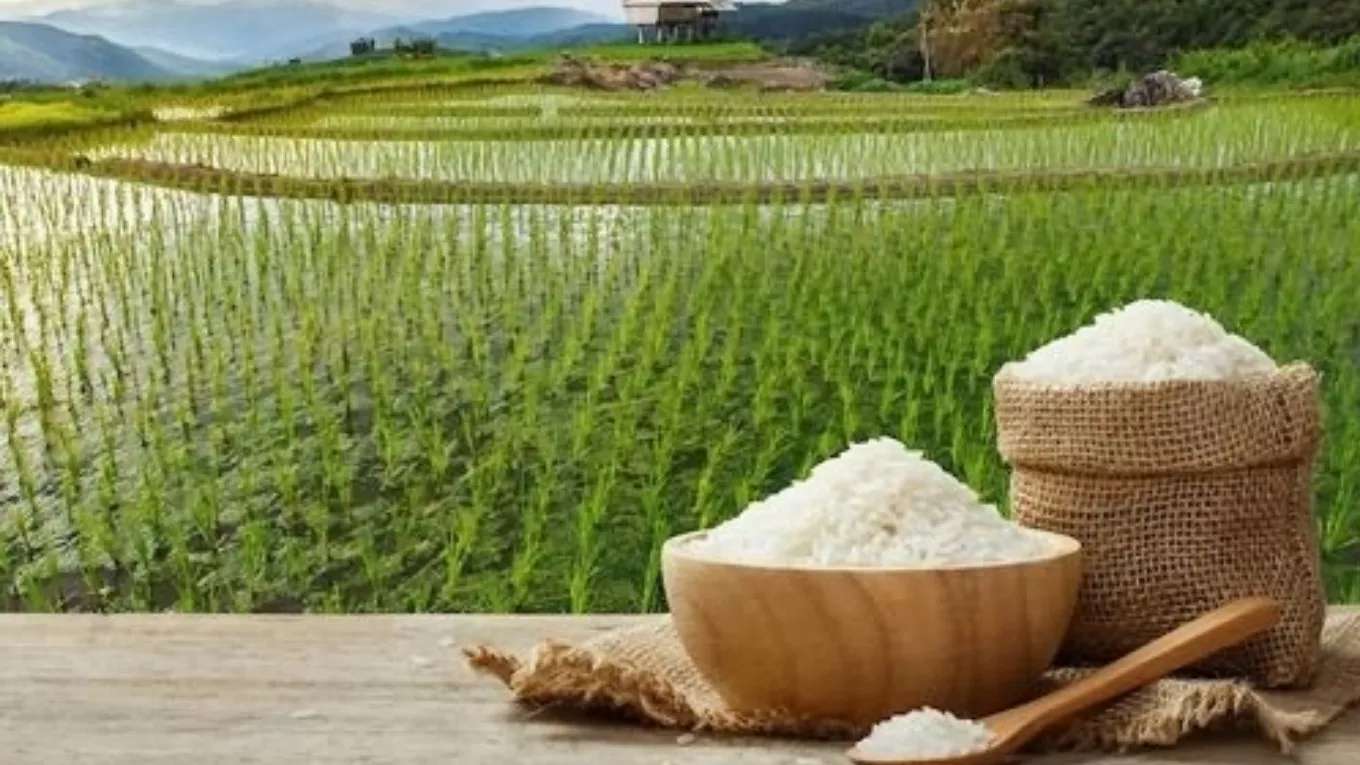 بازرگانی برنج برادران احمد نیا