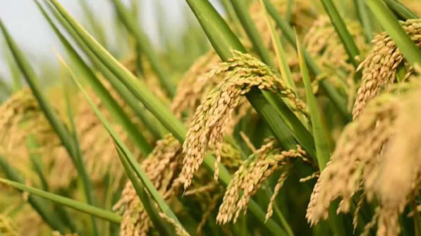 بازرگانی برنج برادران احمد نیا