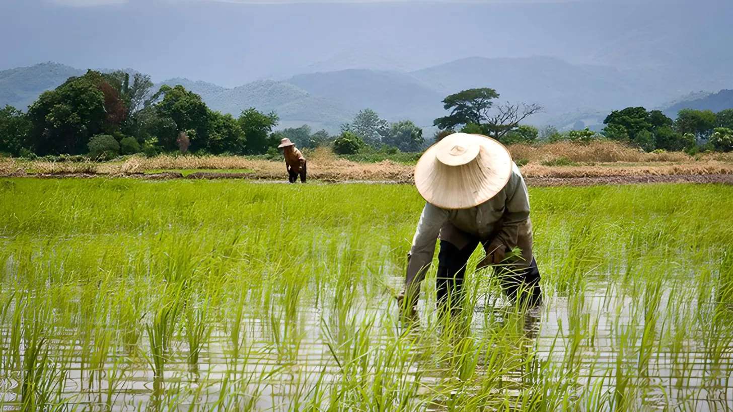 خدمات کشاورزی گل دانه