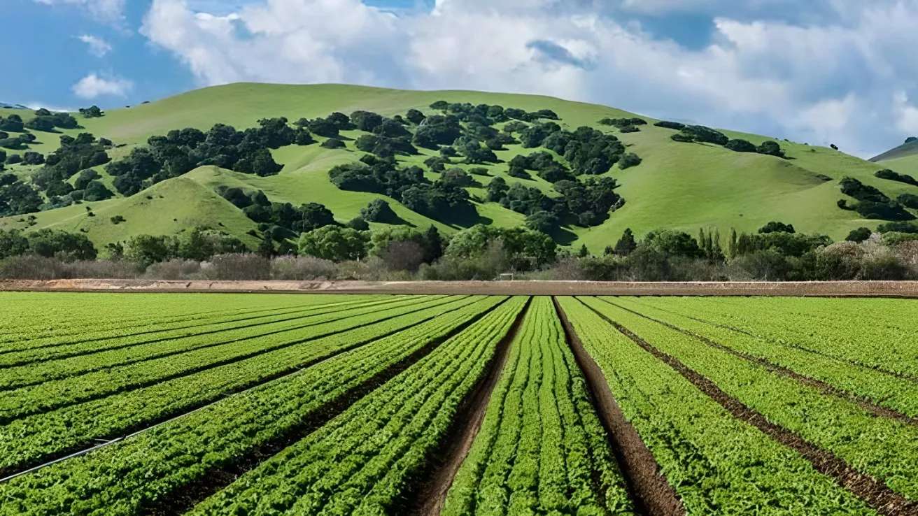 خدمات کشاورزی گل دانه