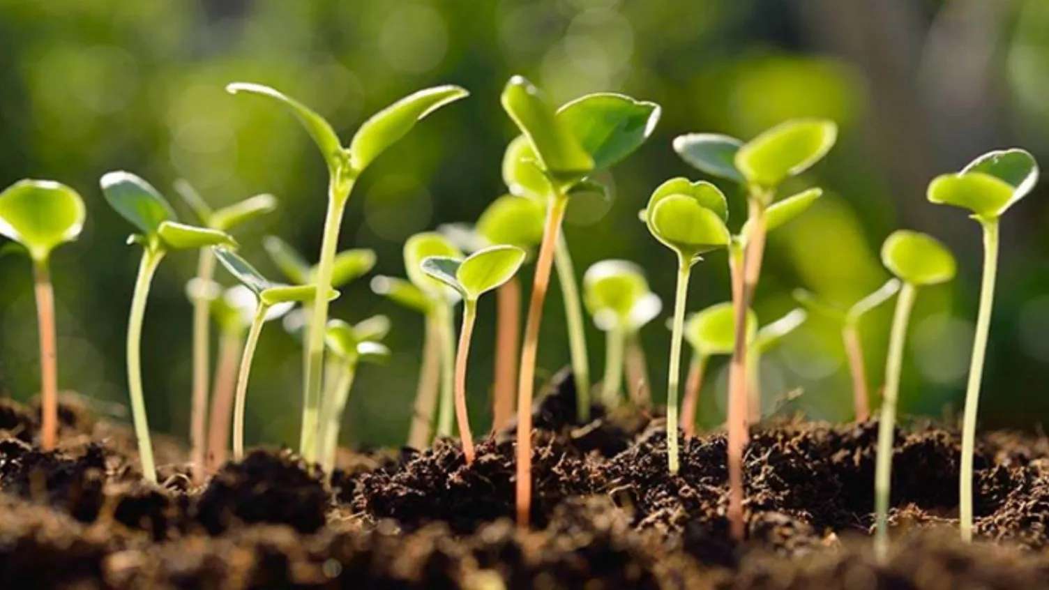 خدمات کشاورزی گل دانه