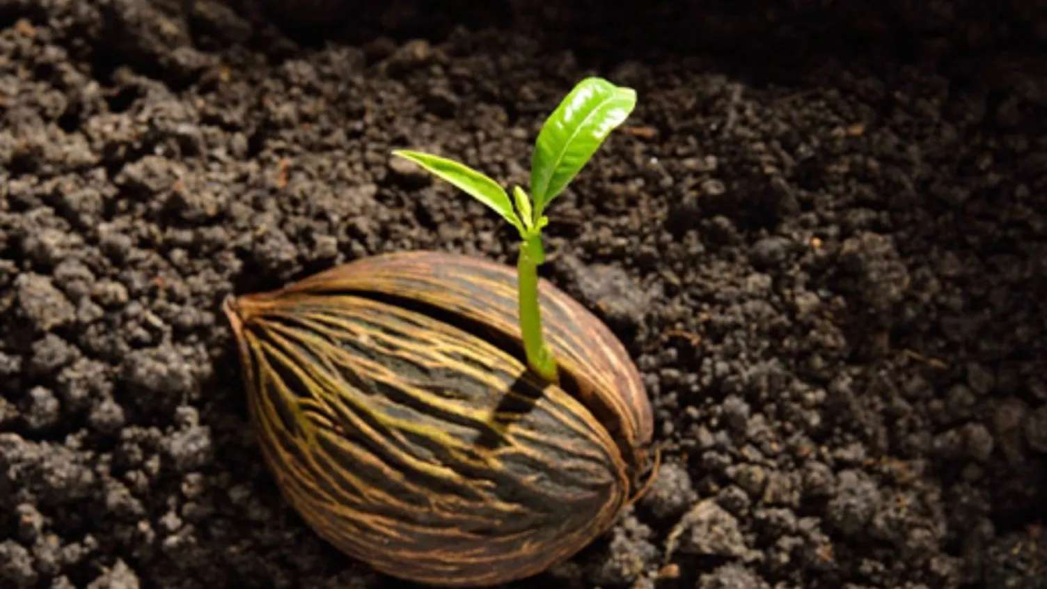 خدمات کشاورزی